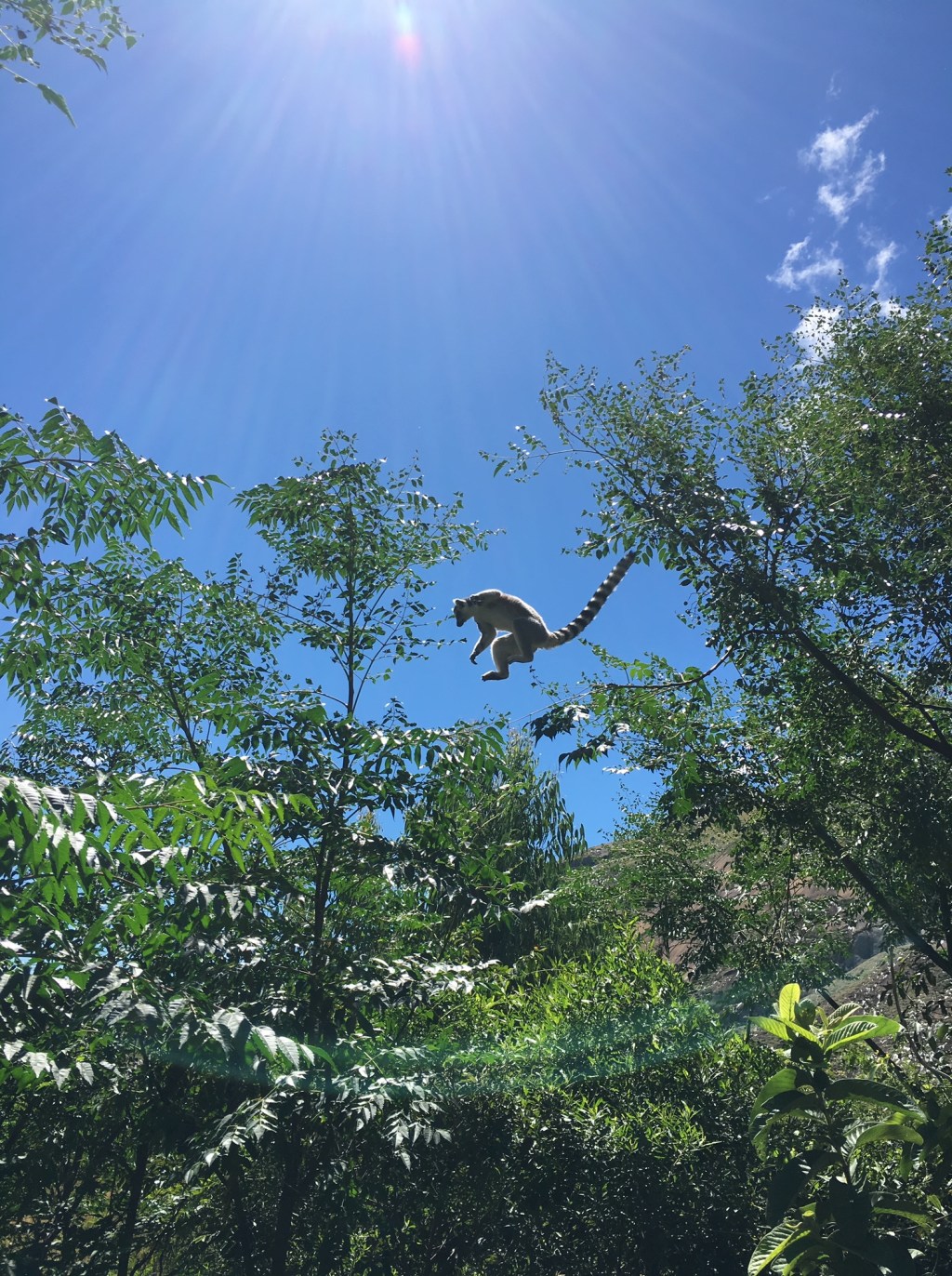 MADAGASCAR WILDLIFE – ANJA&nbsp;RESERVE