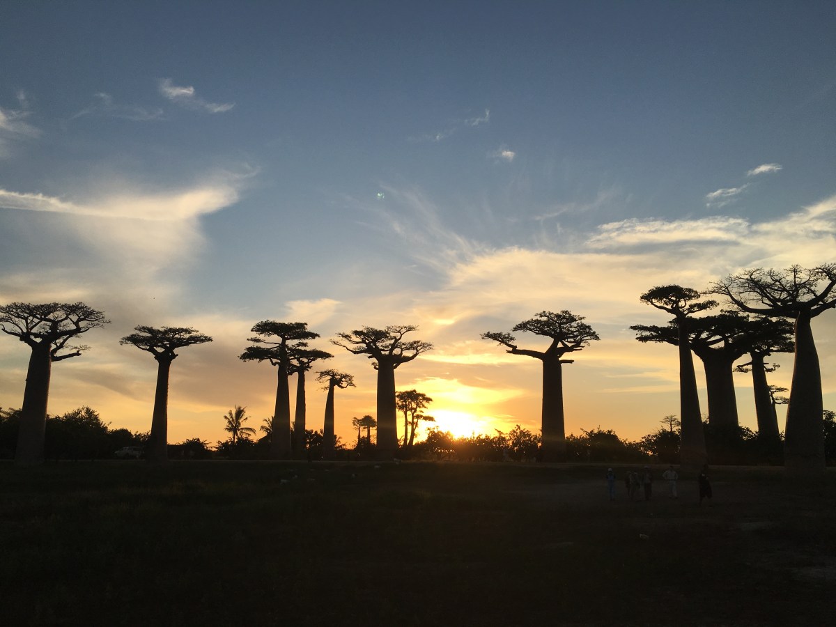 A COMPLETE GUIDE TO SEE THE AVENUE OF THE BAOBABS IN&nbsp;MADAGASCAR