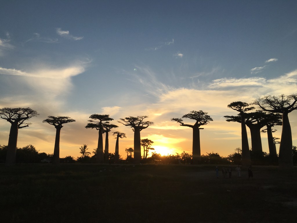 A COMPLETE GUIDE TO SEE THE AVENUE OF THE BAOBABS IN&nbsp;MADAGASCAR