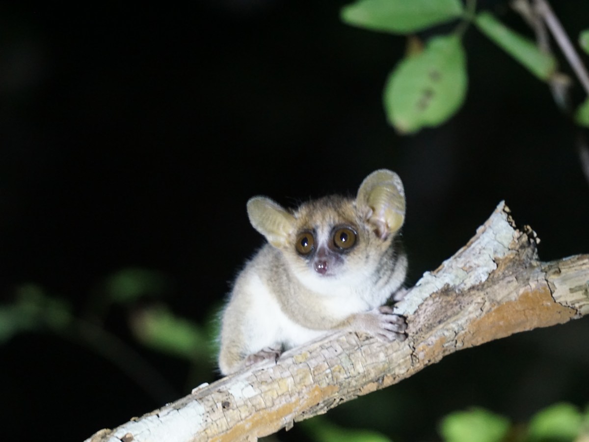 DISCOVER THE BEST 3 PLACES TO SEE LEMURS IN&nbsp;MADAGASCAR