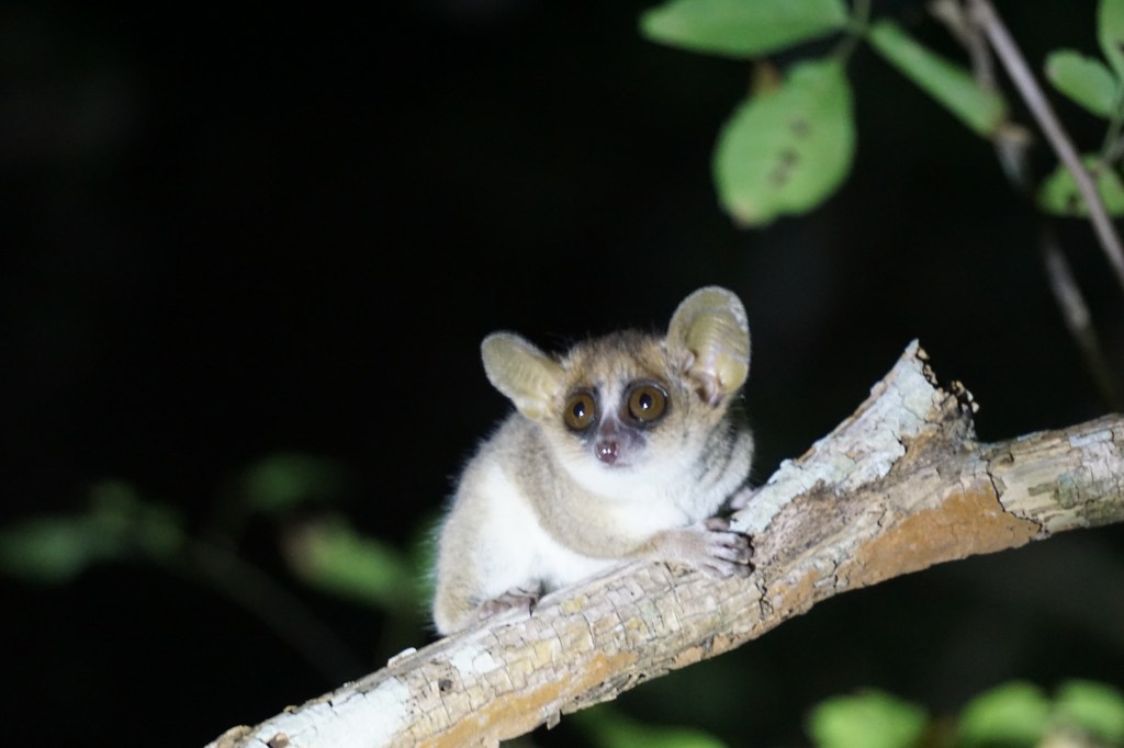 DISCOVER THE BEST 3 PLACES TO SEE LEMURS IN&nbsp;MADAGASCAR